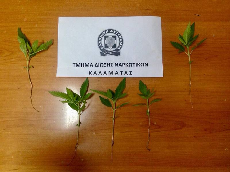 Καλλιεργούσε χασίς στο μπαλκόνι του στη Μεσσήνη