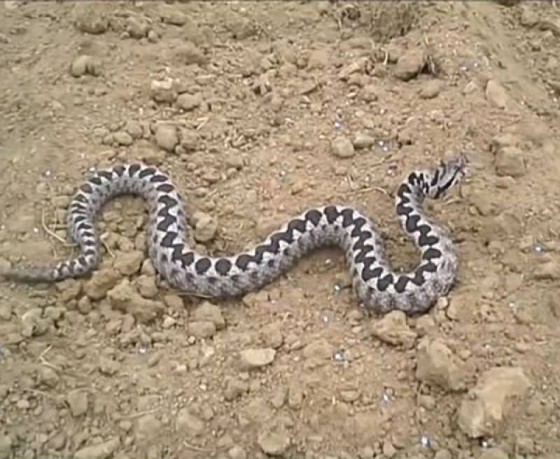 Σε κρίσιμη κατάσταση η ερπετολόγος την οποία δάγκωσε οχιά στη Θεσσαλονίκη