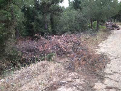 Ξεκίνησαν οι καθαρισμοί στο δάσος του Σέιχ Σου