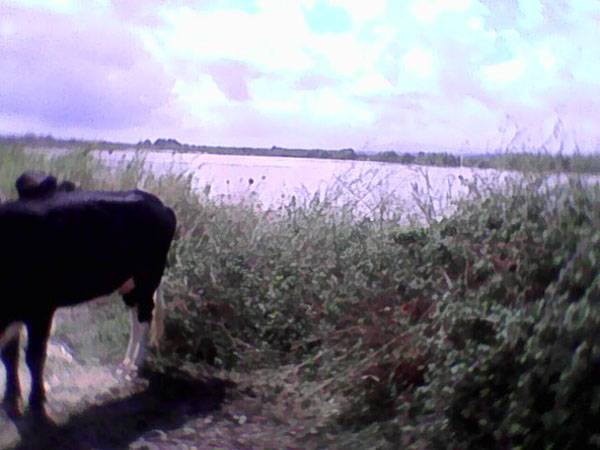 Μέτρα για τους πληγέντες ζητάει ο Αγροκτηνοτροφικός Σύλλογος Μεσσήνης