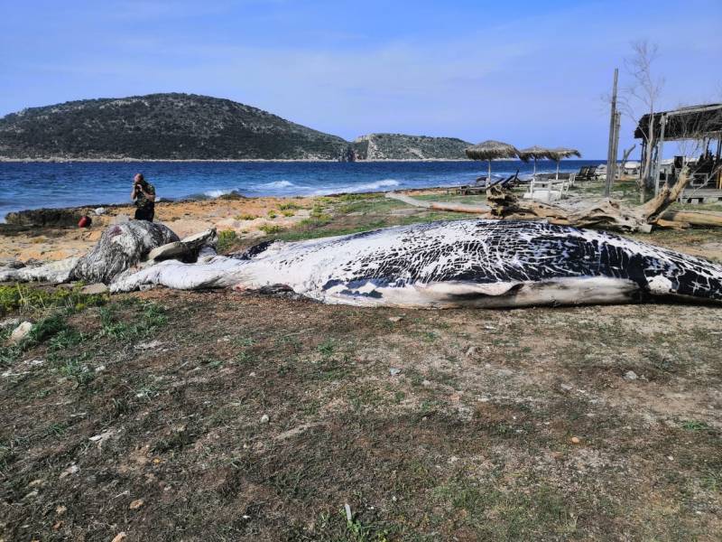 Μεσσηνία: Επιχείρηση απομάκρυνσης της φάλαινας στη Μαραθούπολη (βίντεο-φωτογραφίες)