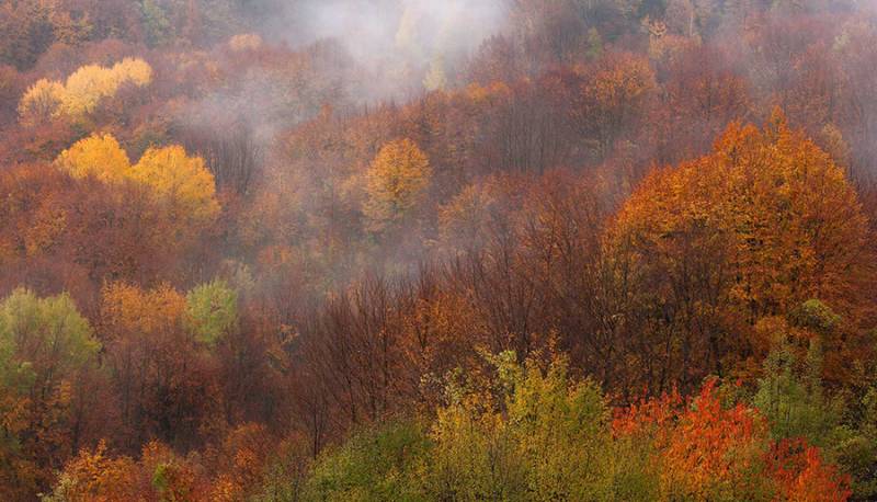 Ελληνική Εταιρία Προστασίας της Φύσης: 18 εκατομμύρια στρέμματα δάσους έχουν καεί τα τελευταία 40 χρόνια