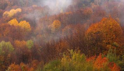 Ελληνική Εταιρία Προστασίας της Φύσης: 18 εκατομμύρια στρέμματα δάσους έχουν καεί τα τελευταία 40 χρόνια
