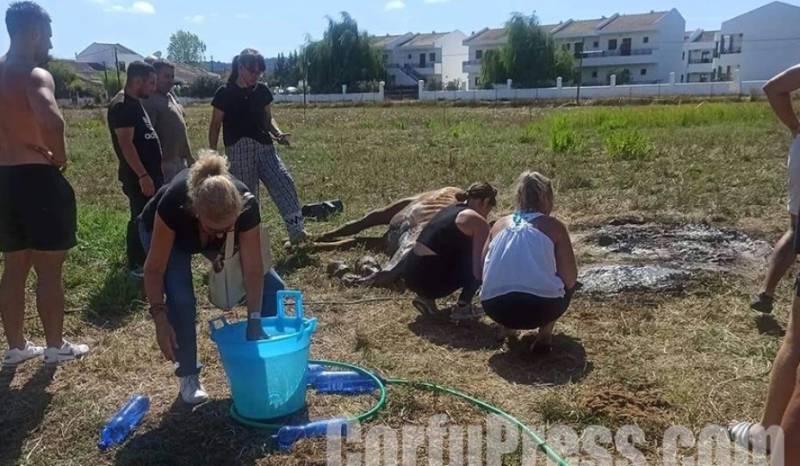 Κέρκυρα: Άφησαν άλογο δεμένο, χωρίς τροφή και νερό - Δεν άντεξε το άτυχο ζώο (Βίντεο)