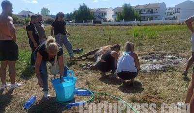 Κέρκυρα: Άφησαν άλογο δεμένο, χωρίς τροφή και νερό - Δεν άντεξε το άτυχο ζώο (Βίντεο)
