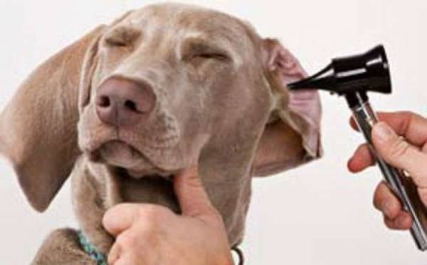 Σύμβαση με κτηνίατρο για τα αδέσποτα ζώα στην Καλαμάτα