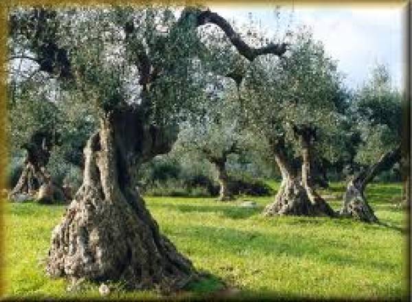 Ξεραίνονται οι βλαστοί σε ελιές στην Τριφυλία