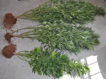 Σύλληψη για χασισόδεντρα στη Νέα Τίρυνθα