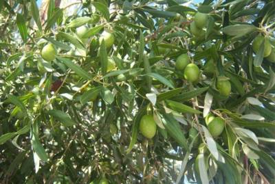 Μέτρα στήριξης των ελαιοπαραγωγών ζητεί ο Γόντικας