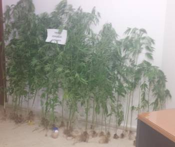 Δύο συλλήψεις για χασισοφυτεία στην Ξυλοκέριζα Κορινθίας