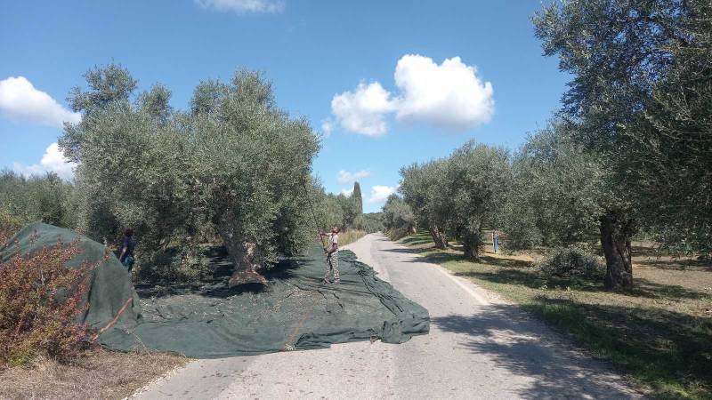 Γενετική ταυτότητα αποκτά η Μαυρολιά Μεσσηνίας