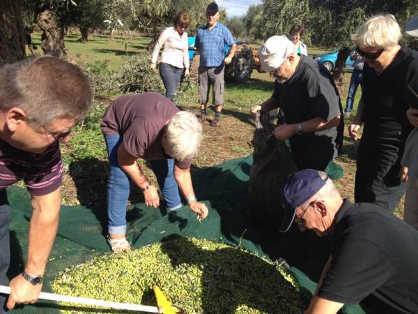 Δανοί τουρίστες μάζεψαν ελιές στη Μεσσηνία (φωτογραφίες)