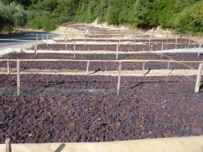 Ερώτηση Λαμπρόπουλου για απορρόφηση αποθεμάτων σταφίδας