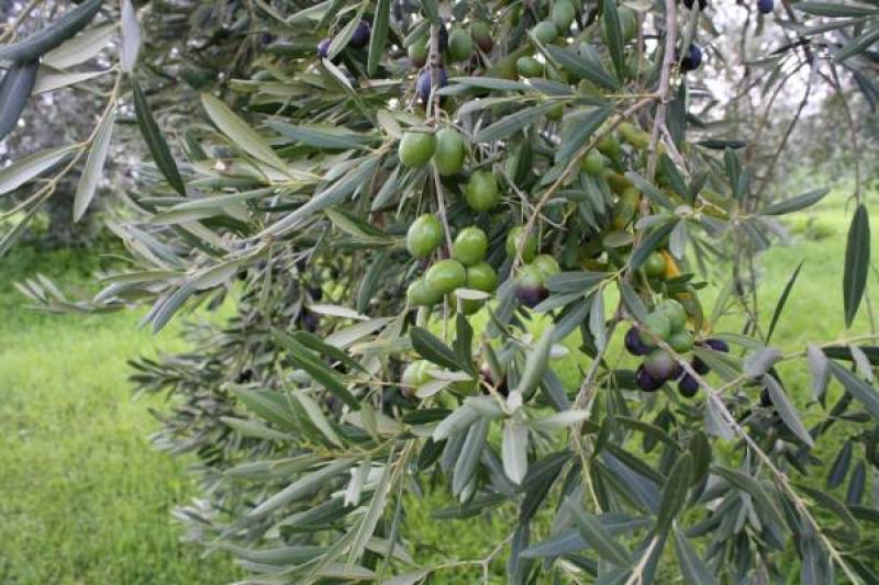 Πολλαπλώς επιζήμια η καύση κλαδεμάτων