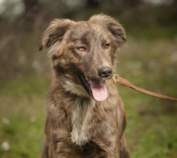 Το νέο Δ.Σ. του Φιλοζωικού Ομίλου Καλαμάτας