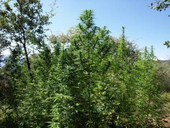 Μεγάλη χασισοφυτεία με 366 δενδρύλλια στους Βουτιάνους Λακωνίας