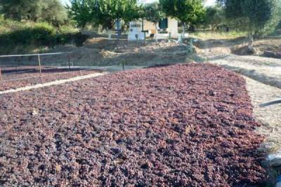 Οι αγρότες αντιλαμβάνονται την κυβερνητική κοροϊδία