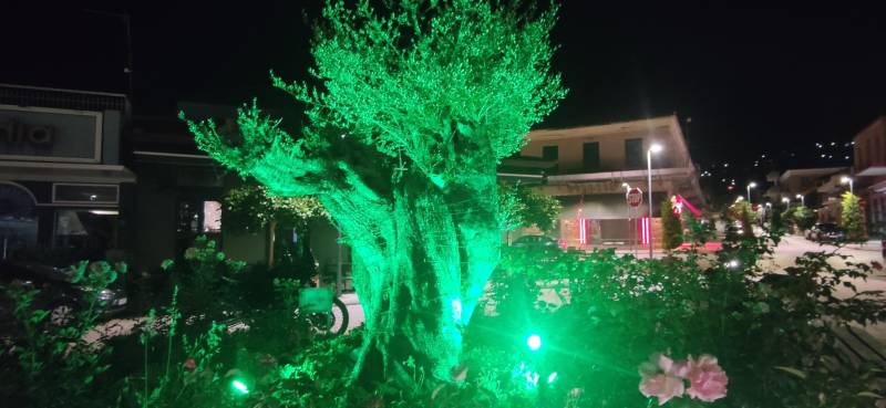 Φωτίστηκε η υπεραιωνόβια ελιά στο στο εμπορικό κέντρο της Κυπαρισσίας