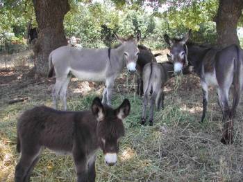 Χειροποίητο σαπούνι από γάλα γαϊδούρας στο Μελιγαλά