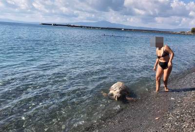 Νεκρή χελώνα καρέτα καρέτα στην Παραλία της Καλαμάτας