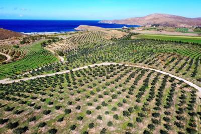 Από ερημοποιημένη γη μετατράπηκε σε ελαιώνα με 40.000 ελαιόδενδρα (φωτογραφίες)