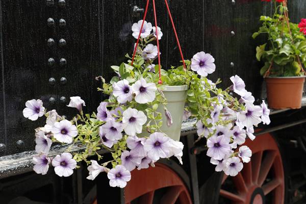 Υποβάθμιση του θεσμού καταγγέλλει ο Σύλλογος "Ανθεστήρια Μεσσηνίας"