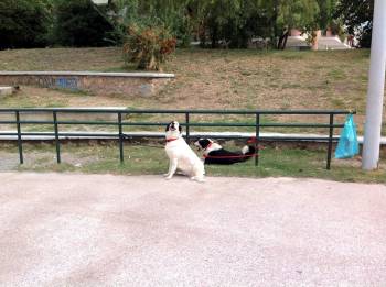 Η παγκόσμια ημέρα των ζώων στην Καλαμάτα