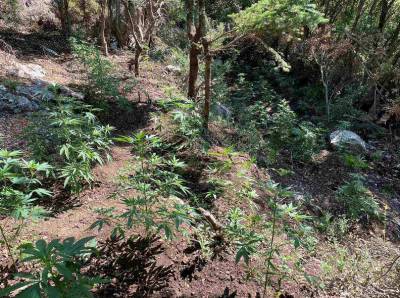 Μεσσηνία: "Ορφανή" χασισοφυτεία με 175 δενδρύλλια εντοπίστηκε στη Νέδουσα (βίντεο-φωτογραφίες)