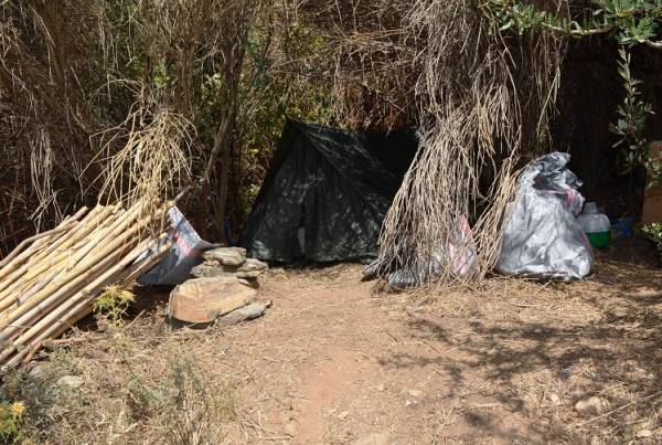 Συνελήφθη 43χρονος για 93 χασισόδεντρα και 3 κιλά χασίς στον Ταΰγετο - Αναζητείται 58χρονος συνεργός του (φωτογραφίες)