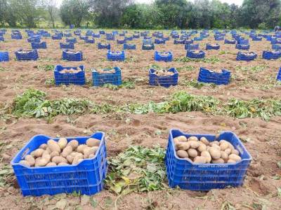 Εμφαση στην ποιότητα για την ανοιξιάτικη πατάτα