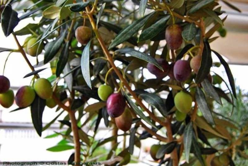 Μεσσηνία: Ολοκληρώθηκε η δακοκτονία - Οι καιρικές συνθήκες ευνοούν δάκο και μυκητολογικές ασθένειες