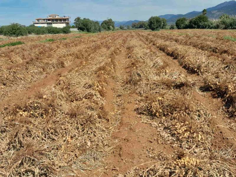 Καλαμάτα: Στο 1,30 με 1,35 ευρώ η τιμή του φιστικιού