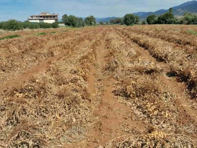 Καλαμάτα: Στο 1,30 με 1,35 ευρώ η τιμή του φιστικιού