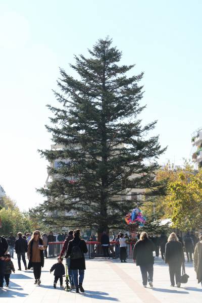 “Σφήνα” της Αθήνας για το έλατο