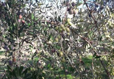 Κυπαρισσία: Ζημιές από την ξηρασία στην ελαιοκαλλιέργεια