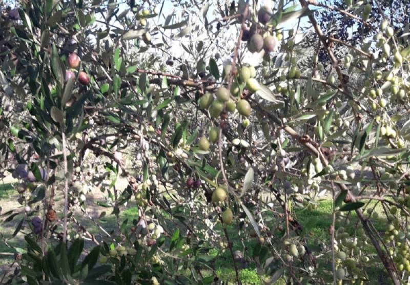 Κυπαρισσία: Ζημιές από την ξηρασία στην ελαιοκαλλιέργεια