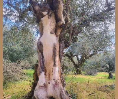 Σκύλος βρέθηκε κρεμασμένος σε ελιά στον Πύργο Τριφυλίας