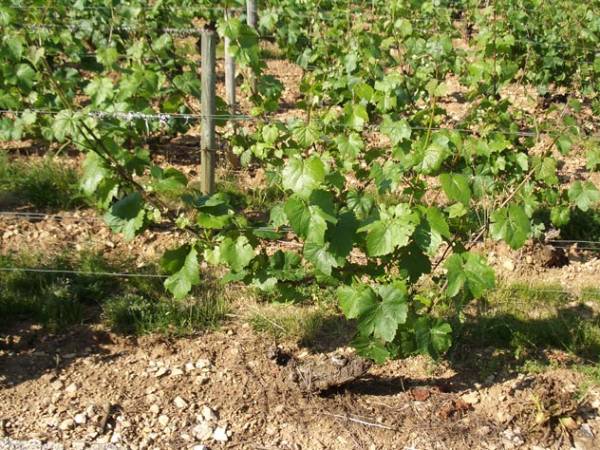 Μέχρι 15 Νοεμβρίου δηλώσεις για αμπέλια