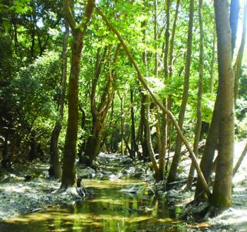&quot;Εναλλακτικές μορφές τουρισμού δωδεκάμηνη επισκεψιμότητα&quot; την Κυριακή στην αίθουσα της &quot;Ε&quot;