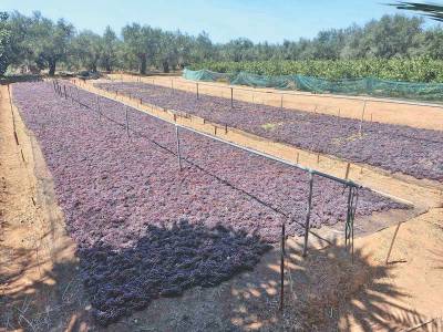 Πρόεδρος Παναγιαλείου Ενωσης σε σταφιδοπαραγωγούς: Να μην παραδίδουν σταφίδα κάτω από 1,25 ευρώ το κιλό