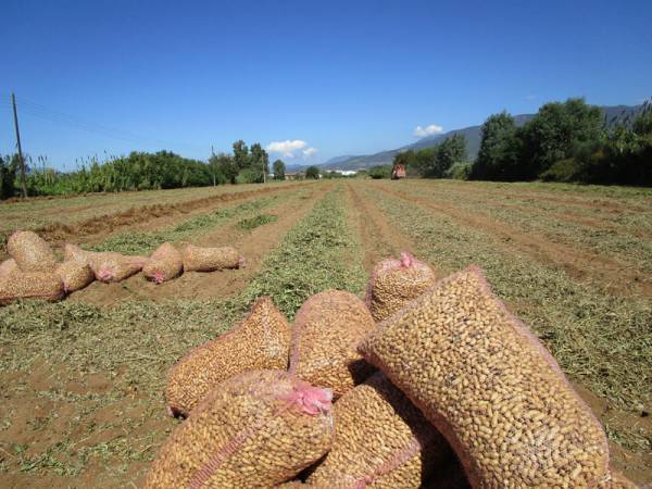 Γιορτή φιστικιού στην Καλαμάτα