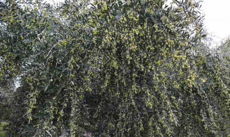 Πρόγραμμα ψεκασμού δακοκτονίας στη Μεσσηνία