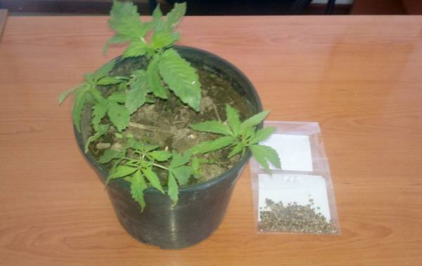 Συλλήψεις για ναρκωτικά σε Καλαμάτα και Μεσσήνη