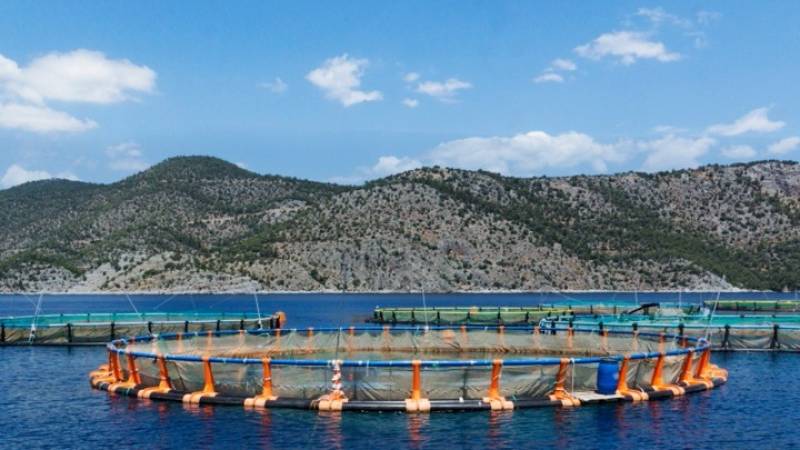 Ελληνική ιχθυοκαλλιέργεια: Ρεκόρ πωλήσεων το 2021