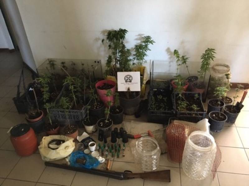 Μεσσηνία: Δύο συλλήψεις για 355 δενδρύλλια χασίς στον Ταΰγετο