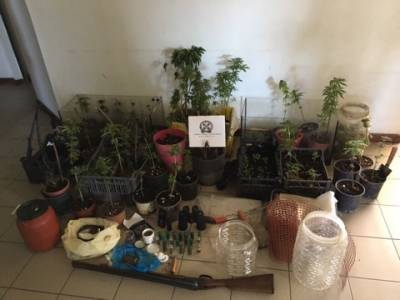 Μεσσηνία: Δύο συλλήψεις για 355 δενδρύλλια χασίς στον Ταΰγετο