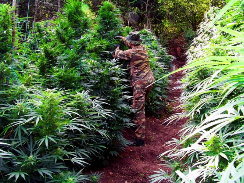 Όλυμπος: Φυτεία με χιλιάδες δενδρύλλια χασίς και τζίρο - “μαμούθ”! (βίντεο)