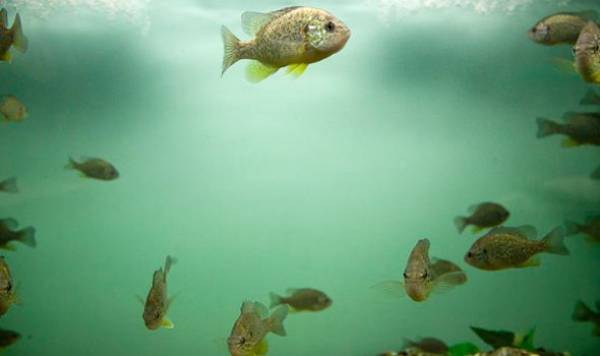 Ο πρόεδρος του ΕΛΚΕΘΕ για ενυδρείο στην Καλαμάτα