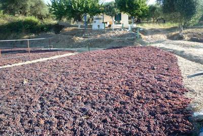 Μειωμένη παραγωγή αλλά αυξημένη τιμή στη σταφίδα