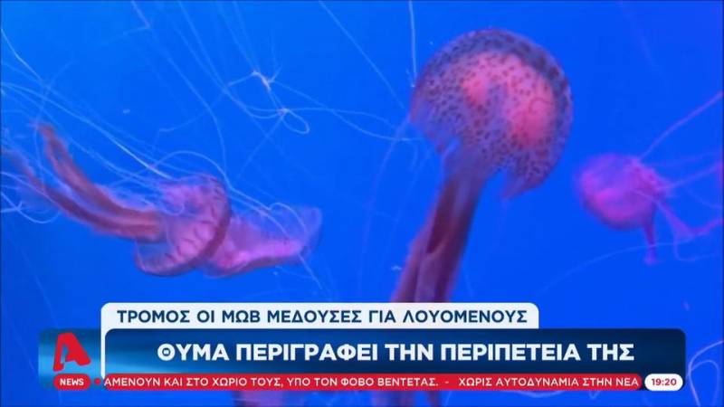Μωβ μέδουσες: Θύμα περιγράφει την περιπέτειά της (βίντεο)